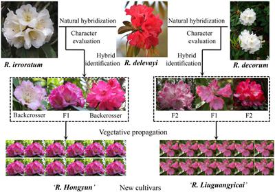 Horticultural applications of natural hybrids as an accelerating way for breeding woody ornamental plants